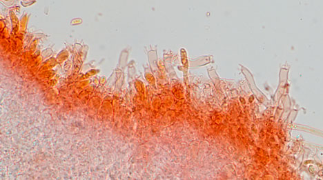 Sertulicium granuliferum